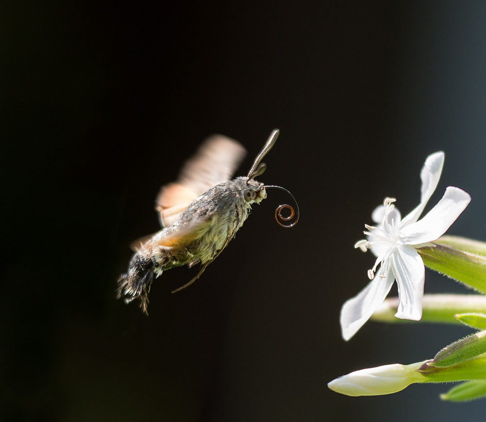 Taubenschwänzchen im Anflug