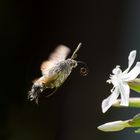 Taubenschwänzchen im Anflug