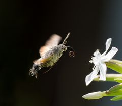 Taubenschwänzchen im Anflug