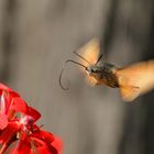 Taubenschwänzchen im Anflug auf die Blüte