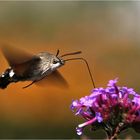 Taubenschwänzchen im Anflug auf die Blüte