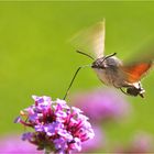 Taubenschwänzchen im Anflug