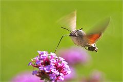 Taubenschwänzchen im Anflug