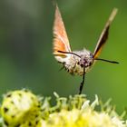 Taubenschwänzchen im Anflug