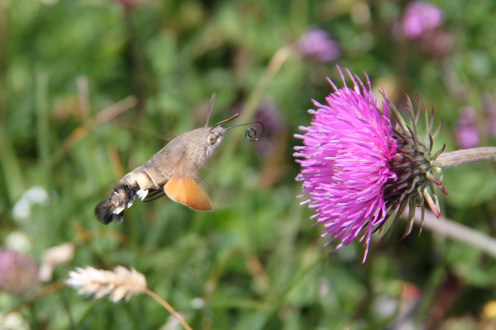 Taubenschwänzchen im Anflug