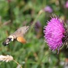 Taubenschwänzchen im Anflug