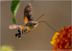 Taubenschwänzchen im Anflug