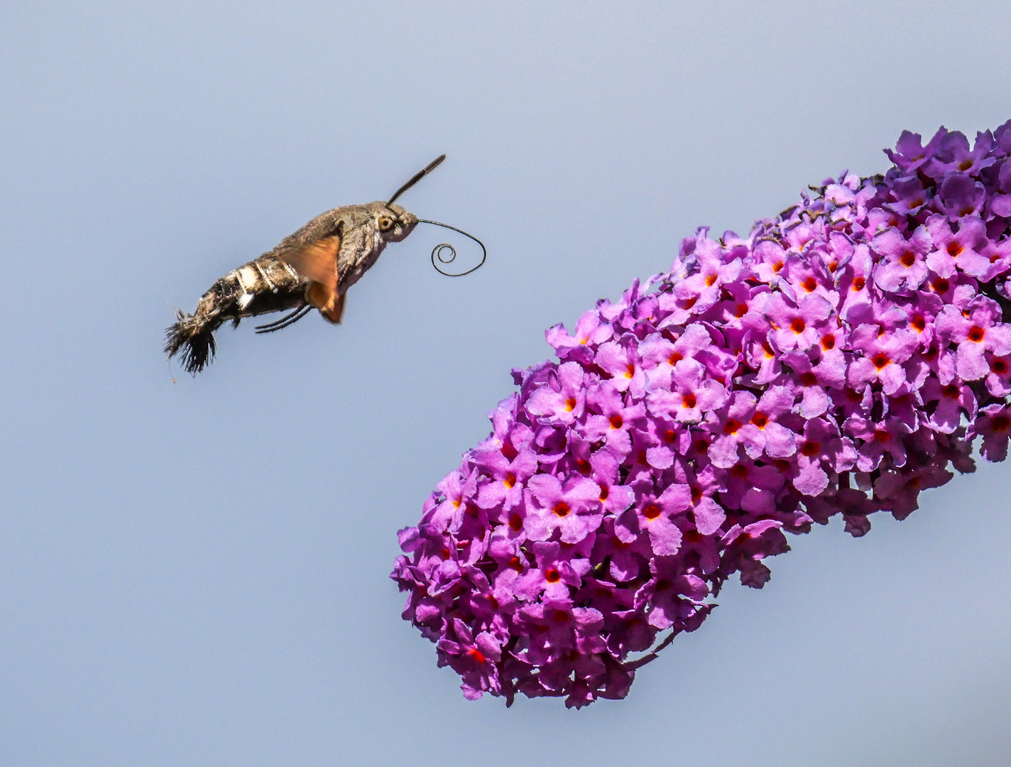 Taubenschwänzchen im Anflug