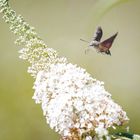 Taubenschwänzchen im Anflug