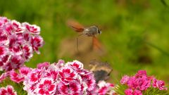 Taubenschwänzchen im Anflug