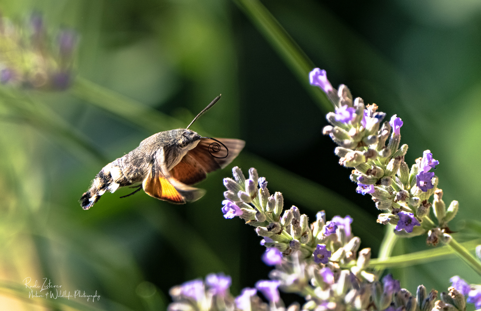 Taubenschwänzchen im Anflug