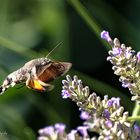 Taubenschwänzchen im Anflug