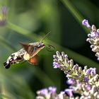 Taubenschwänzchen im Anflug