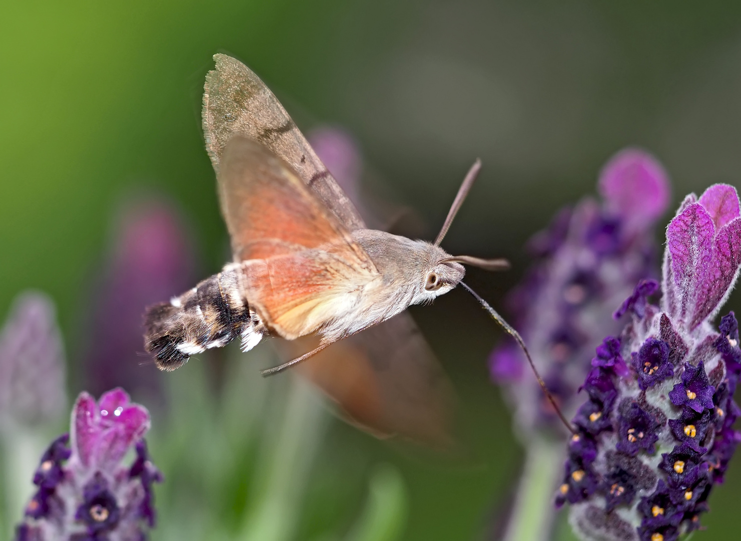 Taubenschwänzchen im Blütenparadies (Macroglossum stellatarum) - Le Moro-Sphinx, ami des fleurs!