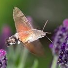 Taubenschwänzchen im Blütenparadies (Macroglossum stellatarum) - Le Moro-Sphinx, ami des fleurs!