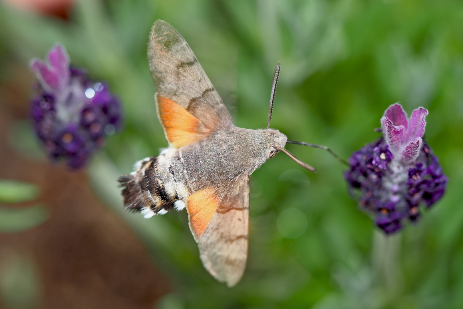 Taubenschwänzchen im Blütenparadies (Macroglossum stellatarum) - Le Moro-Sphinx, ami des fleurs!