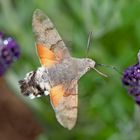 Taubenschwänzchen im Blütenparadies (Macroglossum stellatarum) - Le Moro-Sphinx, ami des fleurs!