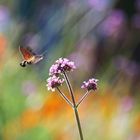 Taubenschwänzchen im Farbenland