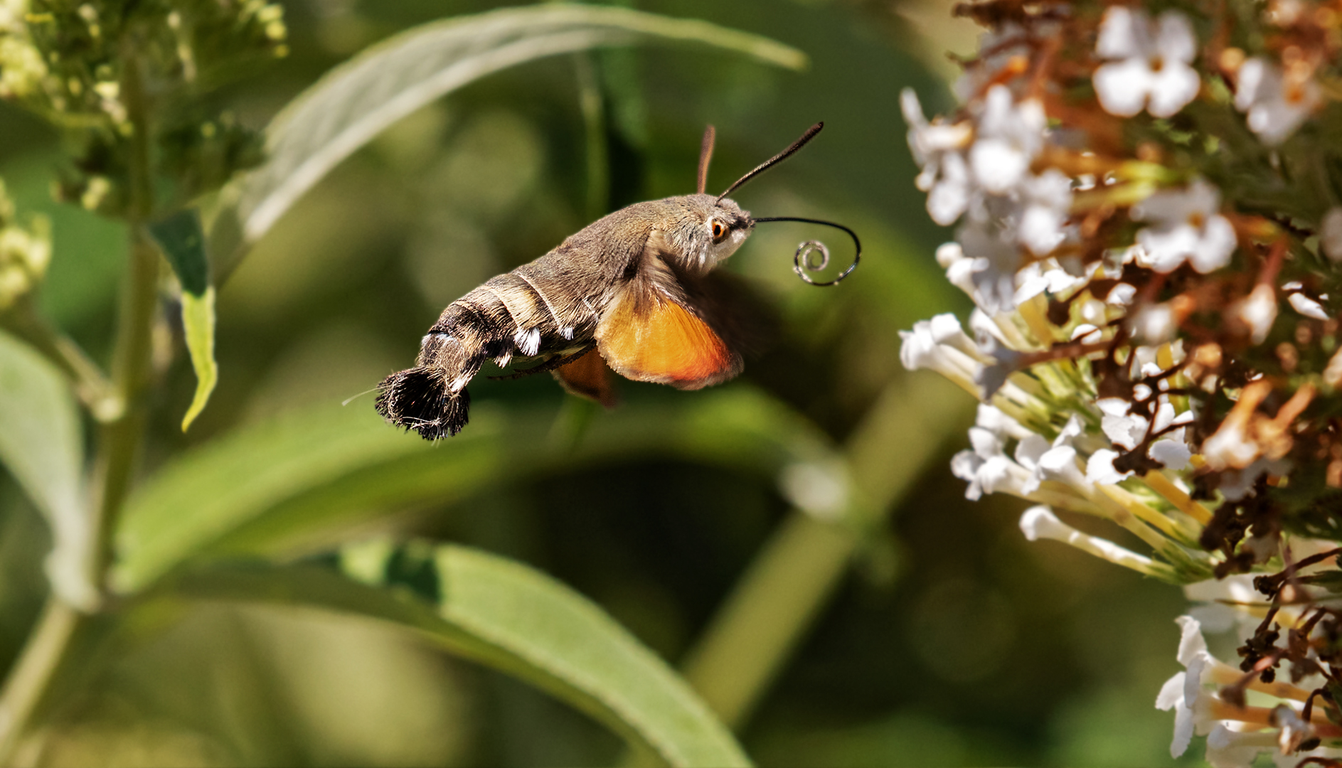 Taubenschwänzchen im Flug 001a 