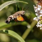 Taubenschwänzchen im Flug 001a 