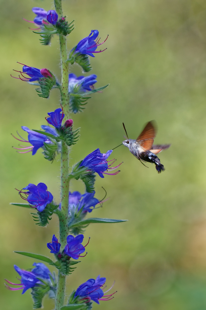 Taubenschwänzchen im Flug