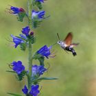 Taubenschwänzchen im Flug