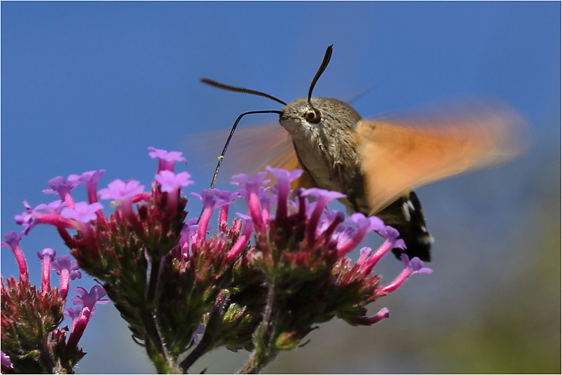 Taubenschwänzchen im Flug