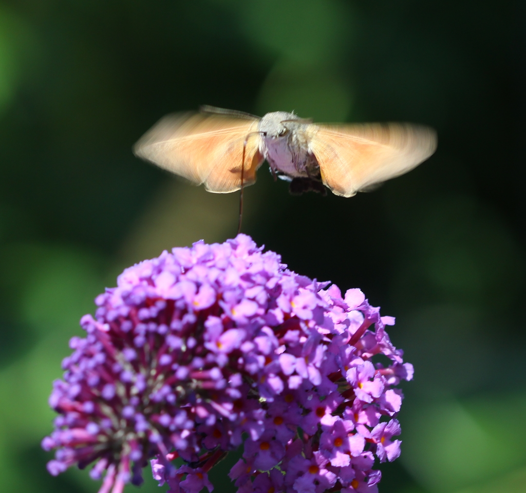 Taubenschwänzchen im Flug