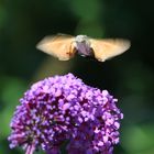 Taubenschwänzchen im Flug