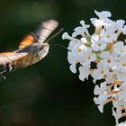 Taubenschwänzchen im Flug