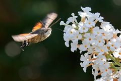 Taubenschwänzchen im Flug