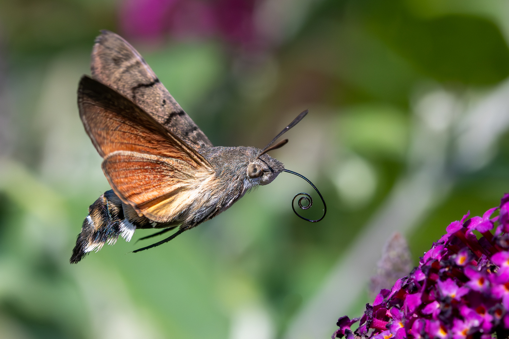 Taubenschwänzchen im Flug