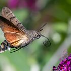 Taubenschwänzchen im Flug