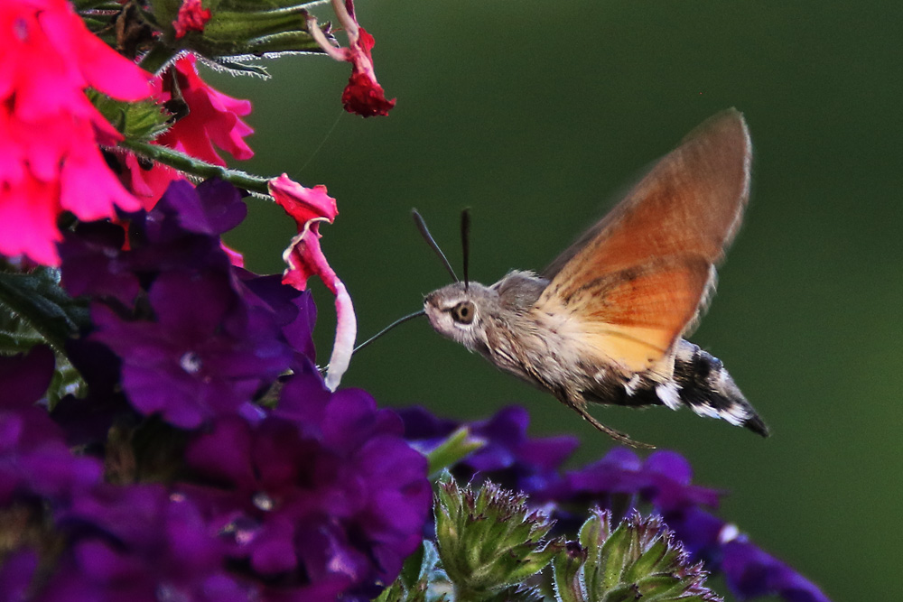 Taubenschwänzchen im Flug