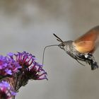 Taubenschwänzchen im Flug