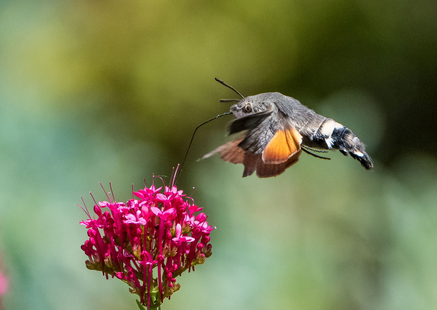 Taubenschwänzchen im Flug