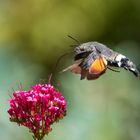 Taubenschwänzchen im Flug