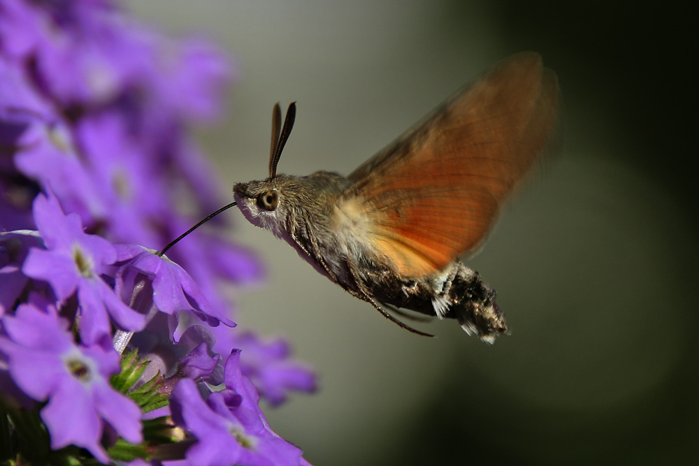 Taubenschwänzchen im Flug bei der Nahrungsaufnahme