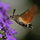 Taubenschwänzchen im Flug bei der Nahrungsaufnahme