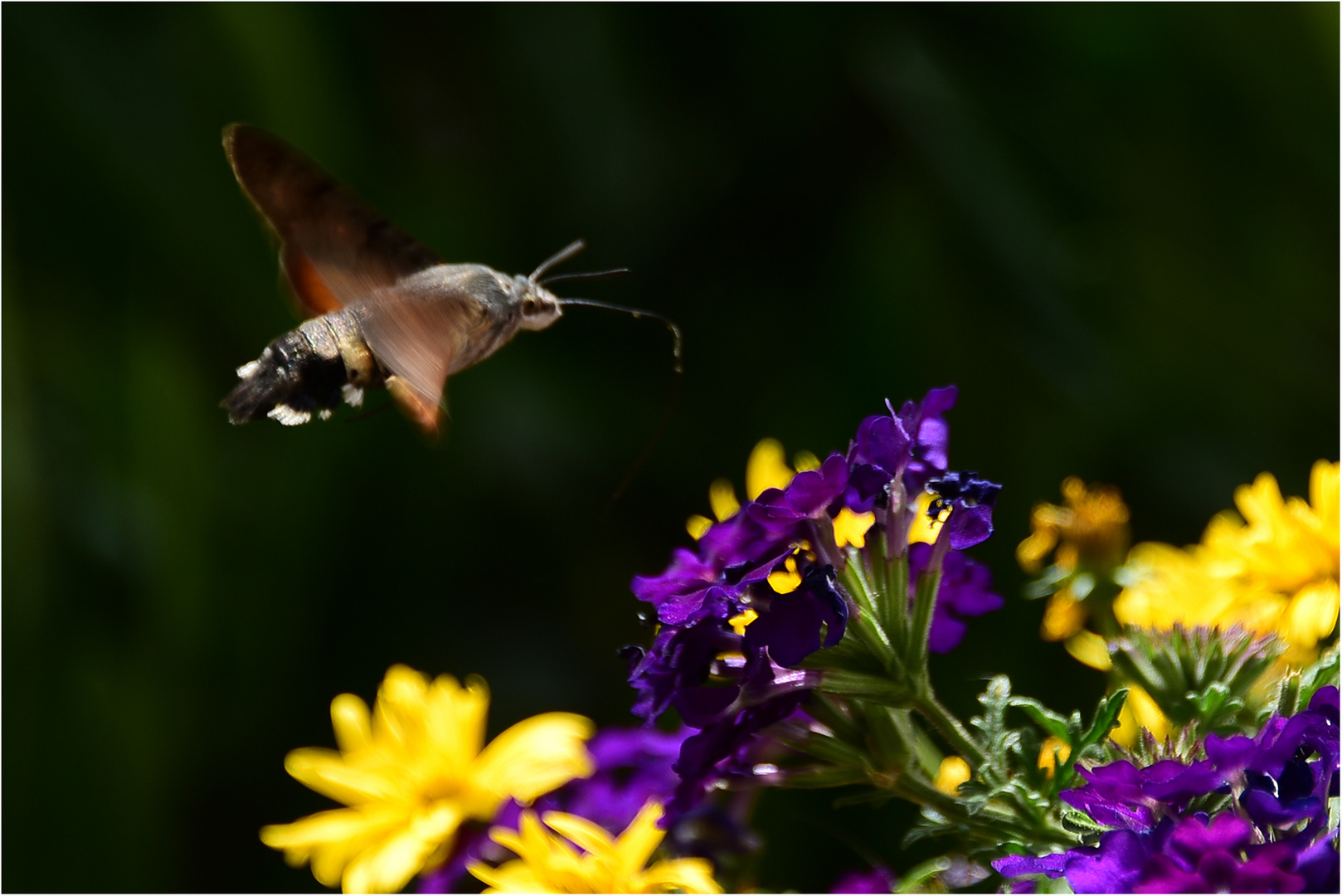 Taubenschwänzchen im Flug