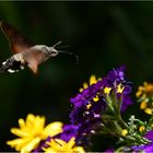 Taubenschwänzchen im Flug