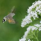 Taubenschwänzchen im Flug