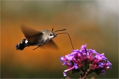 Taubenschwänzchen im Flug........