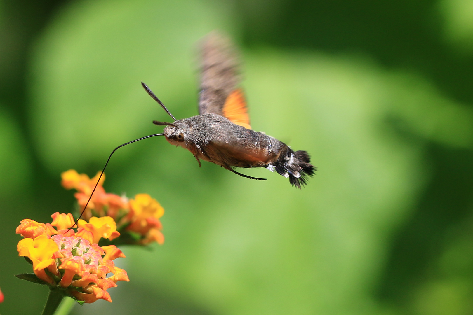 Taubenschwänzchen im Flug