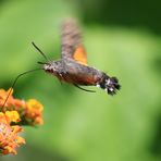 Taubenschwänzchen im Flug