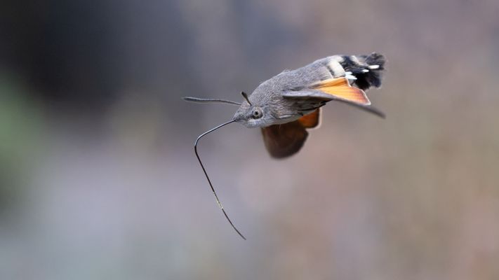 Taubenschwänzchen im Flug I