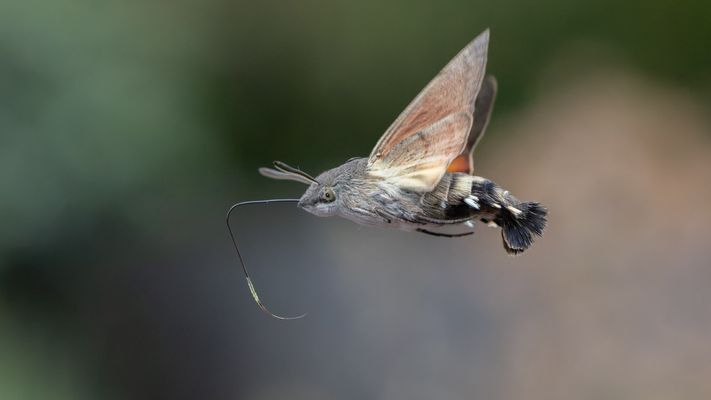 Taubenschwänzchen im Flug II