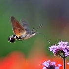 Taubenschwänzchen im Flugmodus an der Blüte