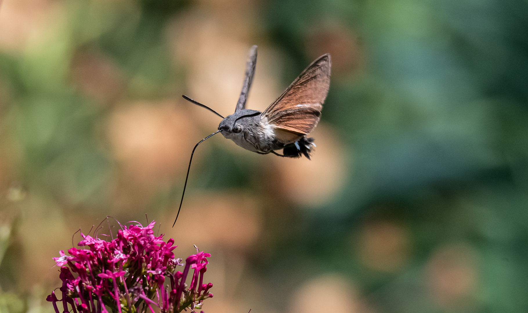 Taubenschwänzchen im freien Flug ...