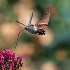 Taubenschwänzchen im freien Flug ...